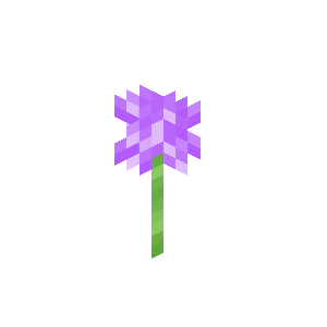 Allium