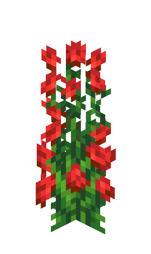 Rose Bush
